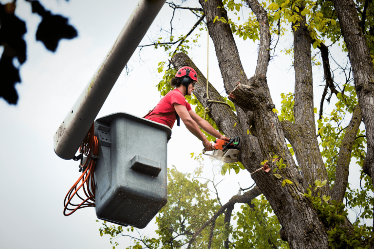 The Complete Guide to Buying Arborist Business Management Software: Everything You Need to Know
